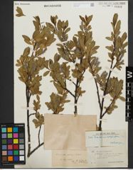 Foto von Salix kitaibeliana Willd.